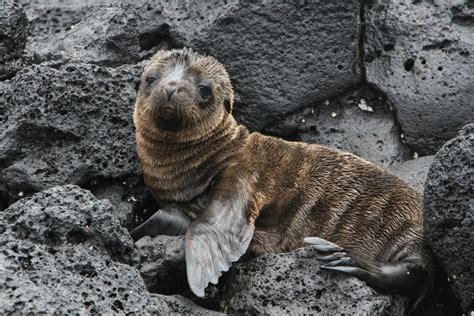 what do galapagos fur seals eat